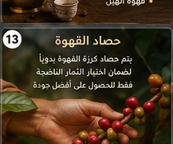 طريقة عمل القهوة السعودية الشقراء: طريقة تحضير القهوة العربية بالطريقة التقليدية